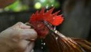 مقتل شرطي بـ"مصارعة ديوك" في الفلبين