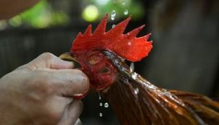 ديك مصارع في هافانا