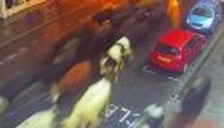 بالفيديو.. قطيع أبقار هاربة يقتحم المدينة