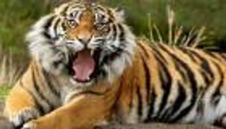 نزهة تنتهي بمأساة.. نمر يقتل رجلين في نيبال