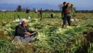 خدعة ميزانية تركيا تعمق جراح المزارعين.. بداية طريق الإفلاس