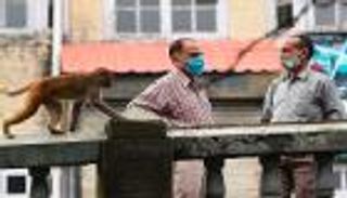 بالصور.. مدينة هندية تواجه كابوس غزو القرود