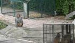 بالصور.. آلاف القردة تروّع مدينة سياحية هندية