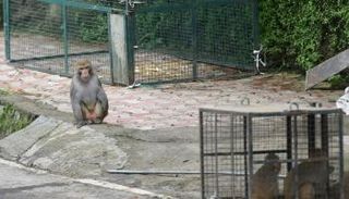 آلاف القردة تروّع مدينة سياحية هندية