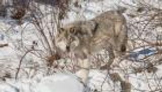 الذئاب تخرج من قائمة الأنواع المحمية بأمريكا