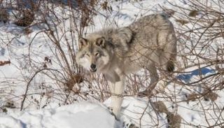 إزالة الذئاب من قائمة الأنواع المحمية بأمريكا - أرشيفية