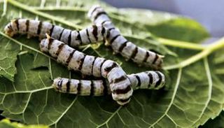 دودة القز أمل العلماء لإنتاج أجسام مضادة لفيروس كورونا