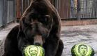  ٣ حيوانات تختار الفائز بالانتخابات الأمريكية