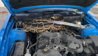 ثعبان بطول 3.5 متر داخل حجرة محرك السيارة