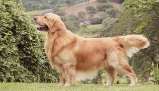 اسم الكلبة بينج آن يعني "آمن" بالصينية