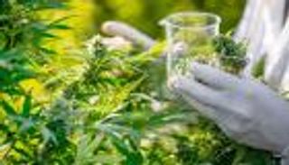 القنب الطبي.. دواء فعال لـ9 أمراض خطيرة