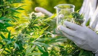 باحث يأخد عينات من القنب لاستخدامه