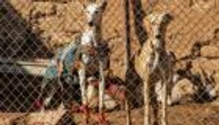 بالصور.. تربية "السلوقي" مهنة رائجة وهواية قديمة في سوريا