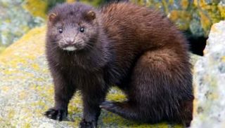 حيوان المنك