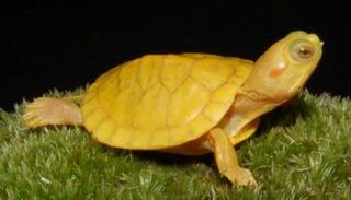 سلحفاة صفراء نادرة