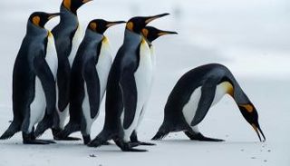 أكبر جبل جليد بالعالم يهدد آلاف البطاريق بالنفوق