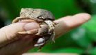 حملة تبرع بالأصداف لإيواء السلطعون الناسك في تايلاند