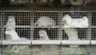 6 دول ترصد فيروس كورونا في مزارع حيوان المنك