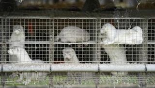 حيوانات المنك - أرشيفية