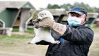 حيوان المنك يحرم الدنماركيين من دخول بريطانيا 