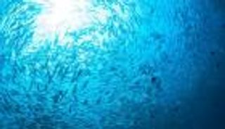 سمكة بريطانيا العنيدة تهدد تجارة بتريليون دولار