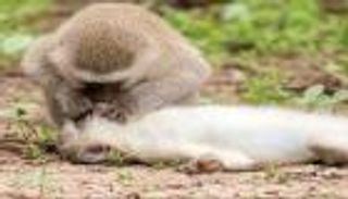 صورة.. قرد ينعش قلب أنثى من فصيلته بـ"قبلة الحياة"