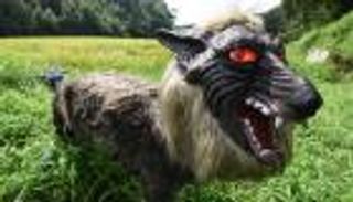 الروبوت الذئب.. فزاعة ذكية لوقف هجمات الدببة البرية باليابان