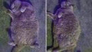 تستغيث بالجيران لوقف زيادة وزن قطتها.. ماذا طلبت؟