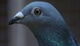 بالصور.. بيع أغلى حمامة في العالم بسعر قياسي