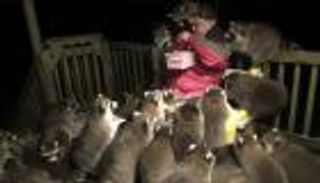 فيديو.. أشهر راعٍ لحيوانات الراكون في العالم