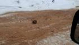 "طريق العظام" في سيبيريا.. اكتشاف جريمة عمرها قرن