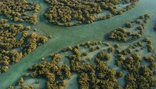 أشجار القرم