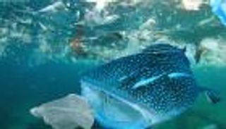 بالصور.. كيف يخنق البلاستيك الحياة البحرية حول العالم؟