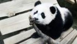 أول ظهور جماهيري لباندا عملاق ولد في هولندا 