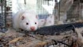 لأول مرة.. فرنسا ترصد عدوى "كورونا المنك"