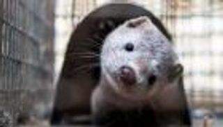 خبيرة: حيوانات المنك تهدد بموجة خطيرة من كورونا