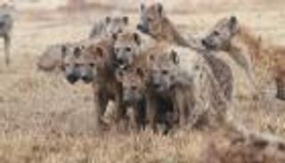 نهشته الضباع وهو نائم.. مأساة في زيمبابوي