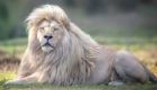 بالصور.. قصة أجمل أسد في العالم