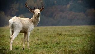 حيوان الأيِّل - أرشيفية