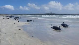 نفوق حوالي 100 حوت طيار في نيوزيلندا