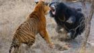 فيديو.. لقاء الجبابرة.. نمر يصارع أشرس دب في العالم