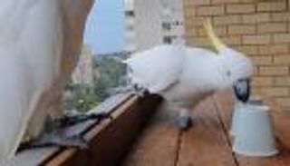 فيديو.. ببغاء الكوكاتو يحل لغز "ما أسفل الكوب"