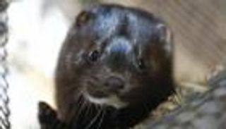 "كورونا المنك" يضرب دولة أوروبية جديدة