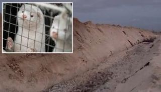 حيوانات المنك تخرج من المقابر الجماعية في الدنمارك