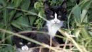 10 آلاف يورو غرامة على مدير سوبر ماركت أساء معاملة قطة