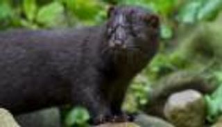 خطر جديد.. جثث المنك تثير الهلع في الدنمارك