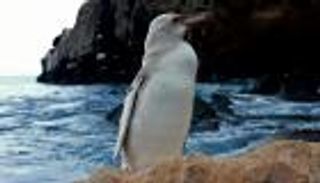 العثور على بطريق أبيض "نادر" في أرخبيل غالاباغوس