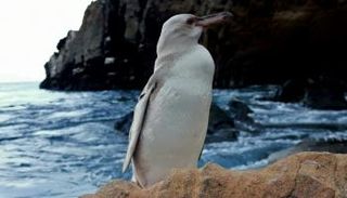 بطريق أبيض نادر