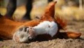 الرجل والحصان.. سجن وغرامة وحرمان من الفروسية والحيوانات المنزلية