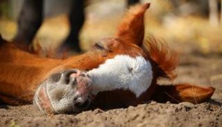 هلك الحصان من شدة الإنهاك